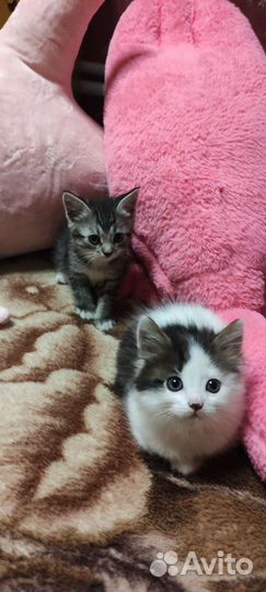 Котятки ищут семью