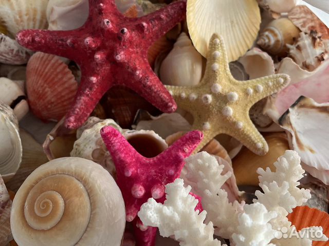 Морские ракушки