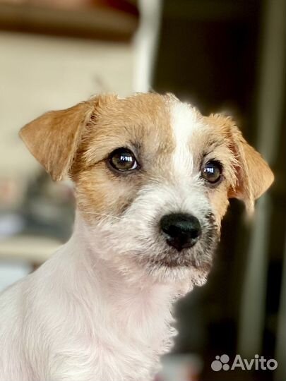 Щенок джек рассел (девочка)