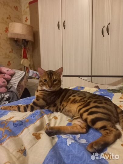 Бенгальская