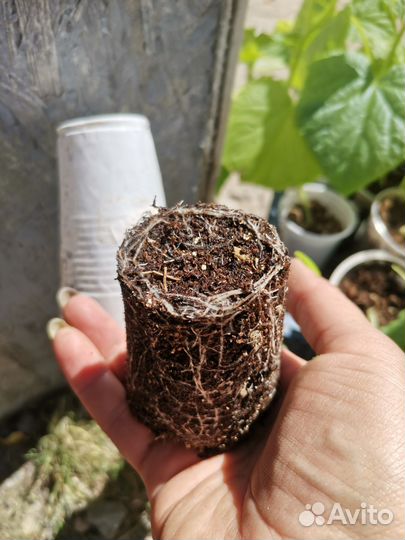 Рассада огурцов