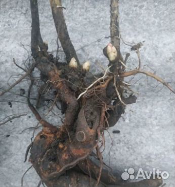 Пион Розовый корни