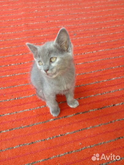 Котёнок девочка в добрые руки