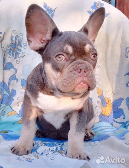 Французский мачо