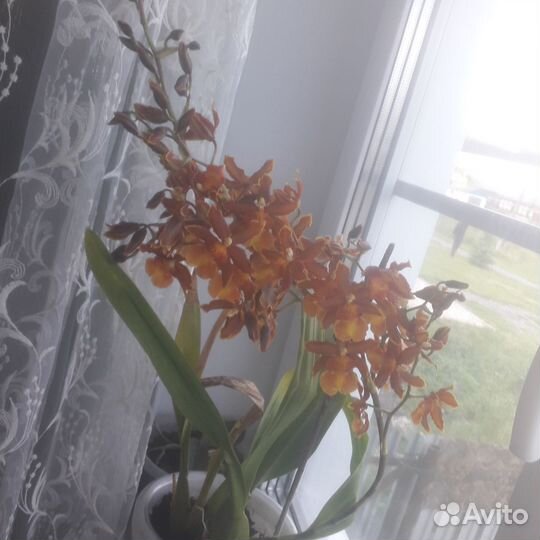 Орхидея камбрия