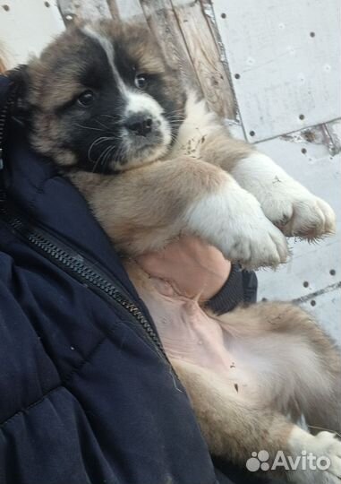 Среднеазиатская овчарка алабай щенки