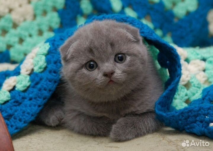 Вислоухие котята