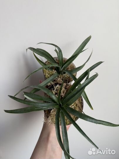 Ананас комнатный