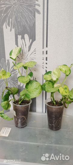 Эпипремнум /сингониум