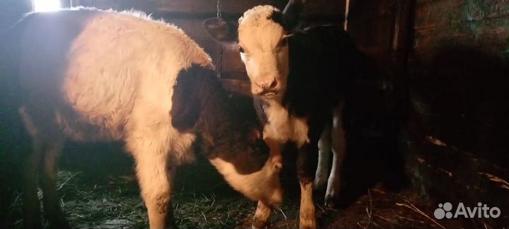 Герефорд телята