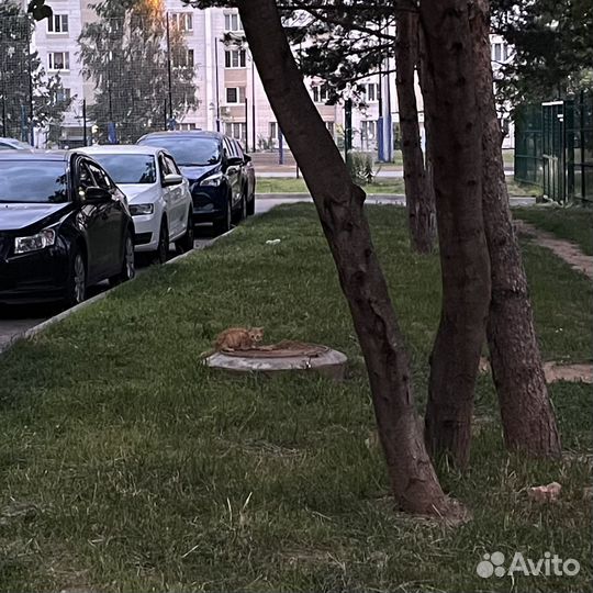 Котята ищут дом