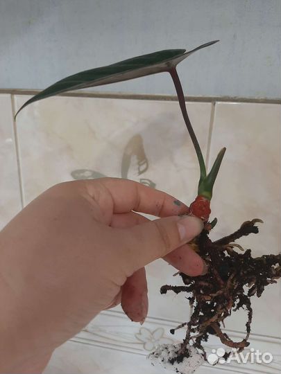 Антуриум Блек Париж