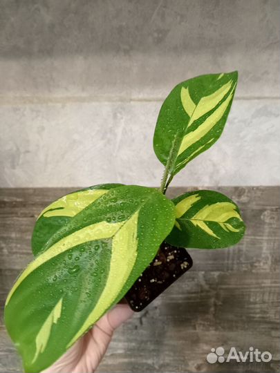 Ктенанта лубберса