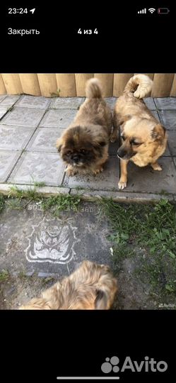 Щенки пекинеса в добрые руки