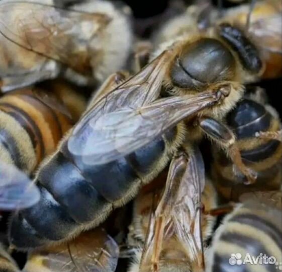 Пчеломатки