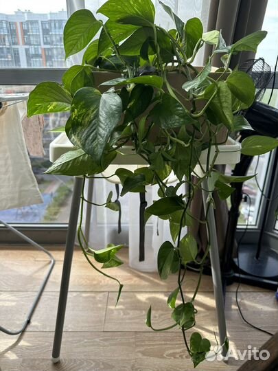 Лиана эпипремнум золотистый сциндапсус взрослый