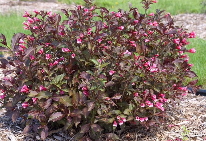 Вейгела саженцы