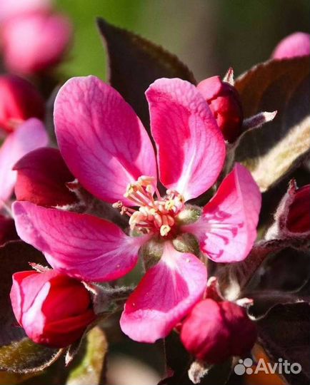 Саженцы яблони Ред Кетти