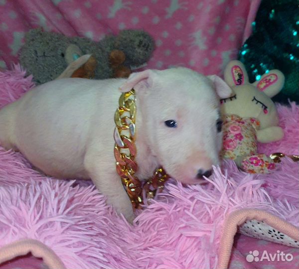 Стандартные шикарные девочки бультерьера,доставка