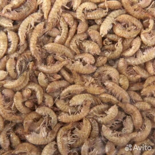 Гаммарус оптом