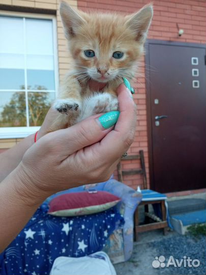 Котята в добрые руки