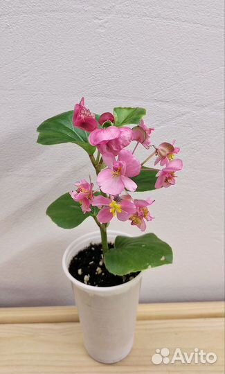 Бегония вечноцветущая