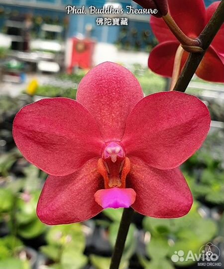Орхидея Phal. Buddha's Treasure