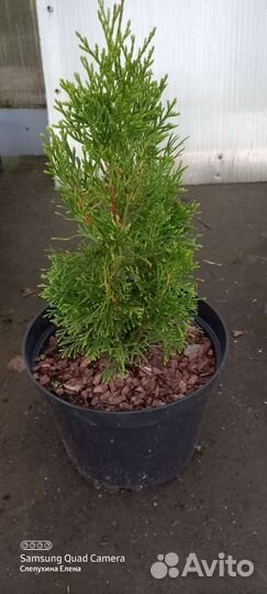 Туя Смарагд