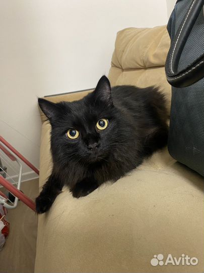 Сибирские котята