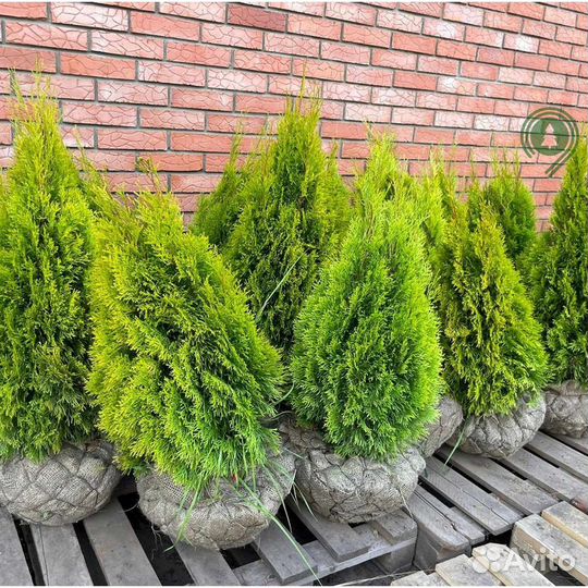 Туя с бесплатной доставкой