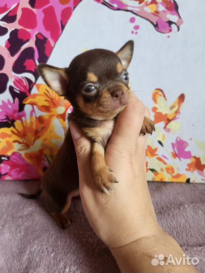 Чихухаа мини