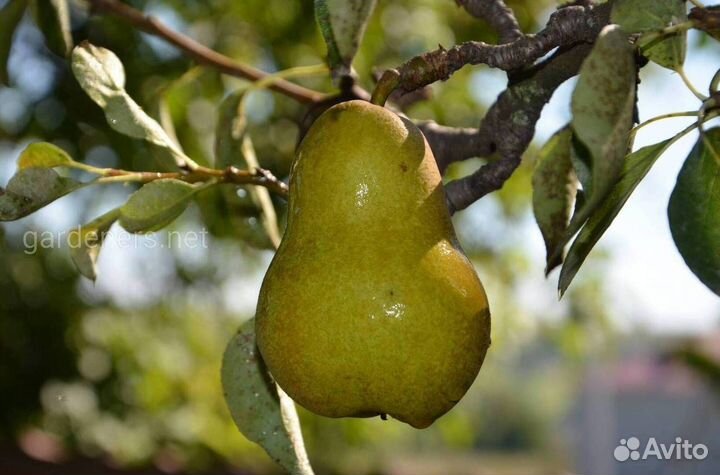 Саженцы груши Зевея