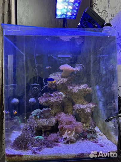 Морской аквариум с рыбками