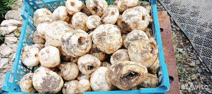 Рябчик или Царская корона