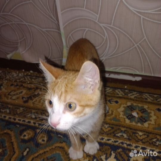 Кошка в дар бесплатно