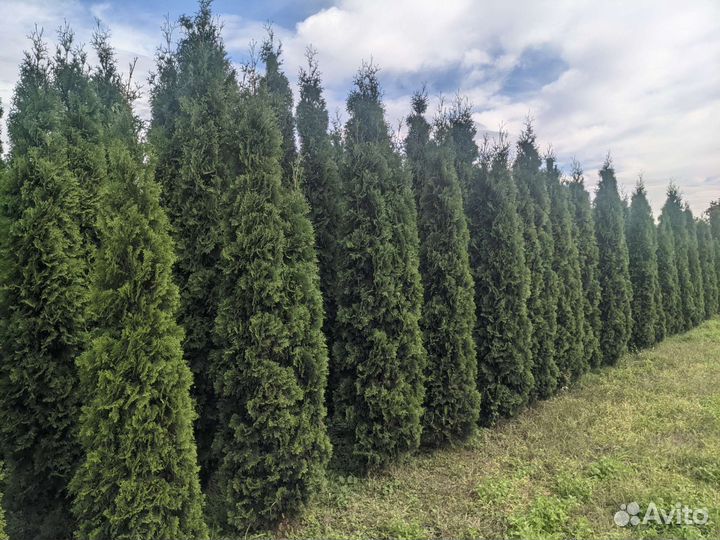 Туя крупномеры колумна 4 -5 м. Цена за саженец