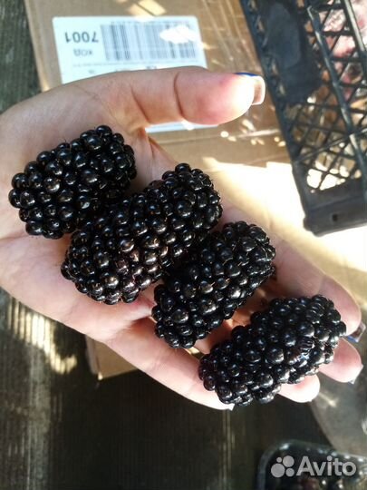 Саженцы ежевики натчез