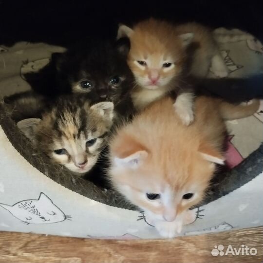 Кошки в добрые руки