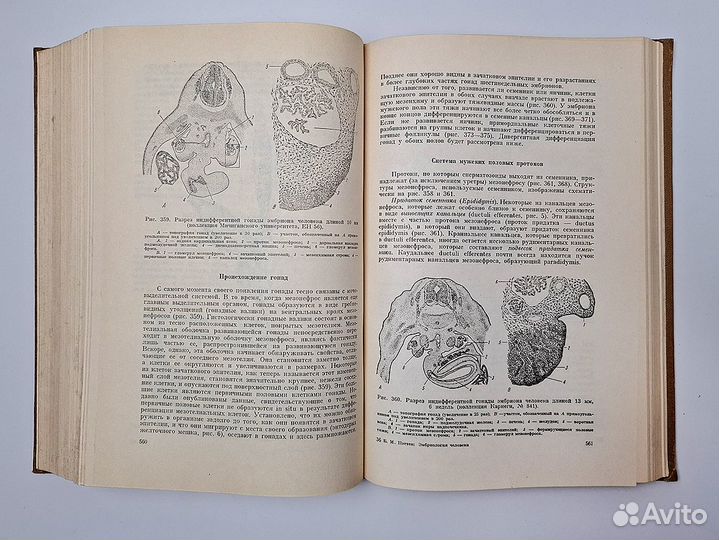 Пэттен Эмбриология человека Учебник Медицина