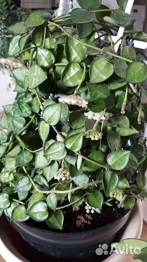 Хойя 3 сорта