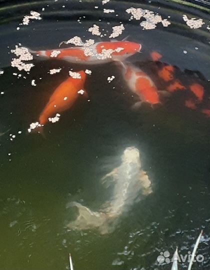 Корм для прудовой рыбы