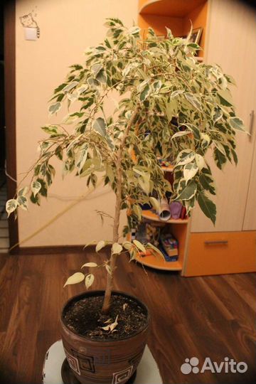 Фикус бенджамина