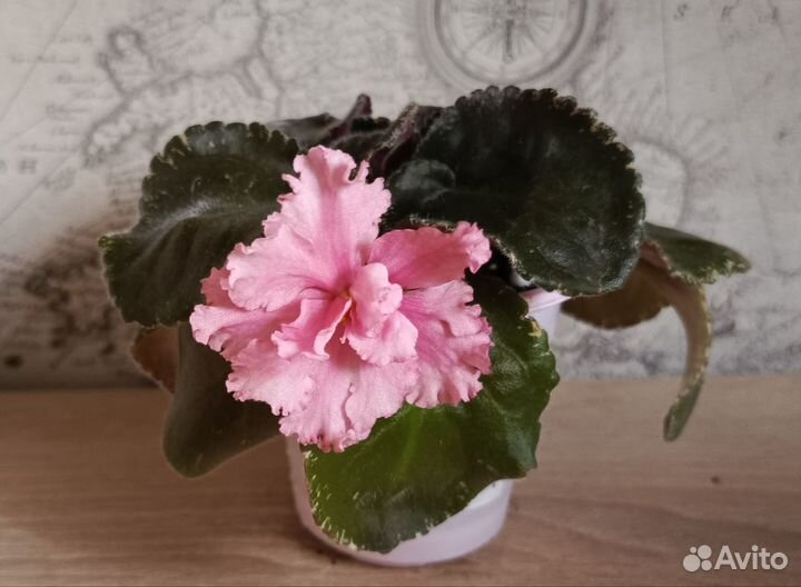 Фиалка сортовая