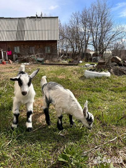 Козлик и козочка