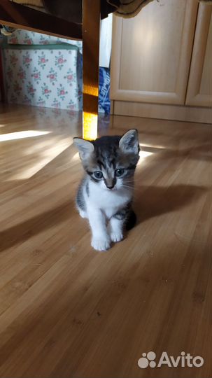 Домашние котята