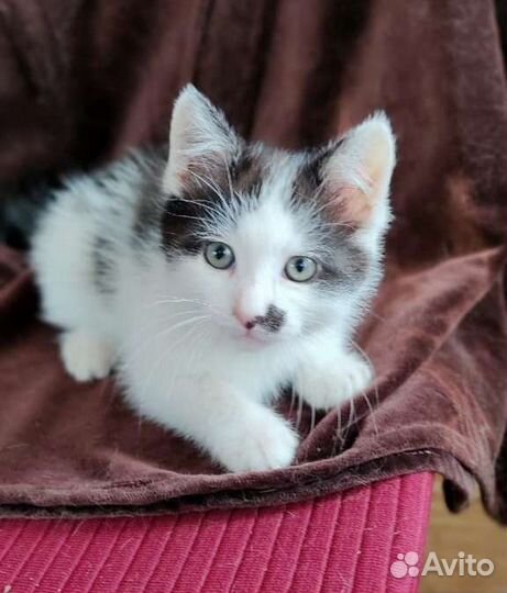 Котёнок Ксюша откликается на имя