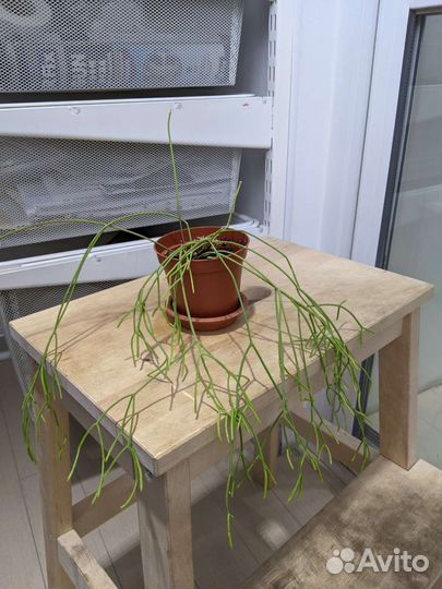 Лесные кактусы хатиора, рипсалис