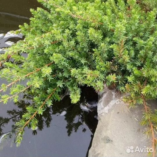 Можжевельник Прибрежный 