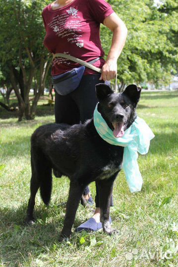 Собака с красивыми глазами грустит и ждёт хозяина