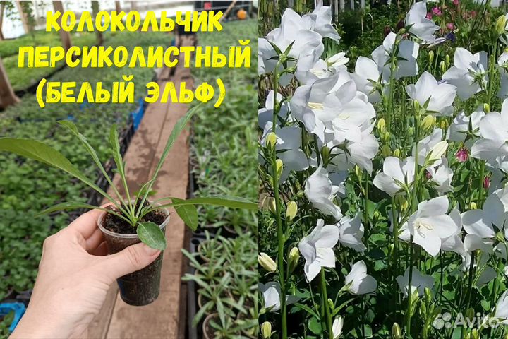 Колокольчик белый эльф